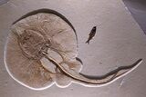 Exceptionally Large, Fossil Stingray - Wyoming #368994-1